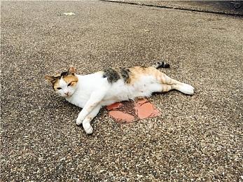 《现尝好滋味！超级猴子球1&2重制版》12种派对游戏介绍